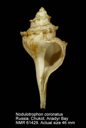 Nodulotrophon coronatus.jpg - Nodulotrophon coronatus(H.Adams & A.Adams,1864)